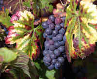 vendanges_2010.JPG